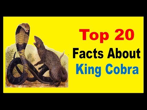King Cobra - Facts