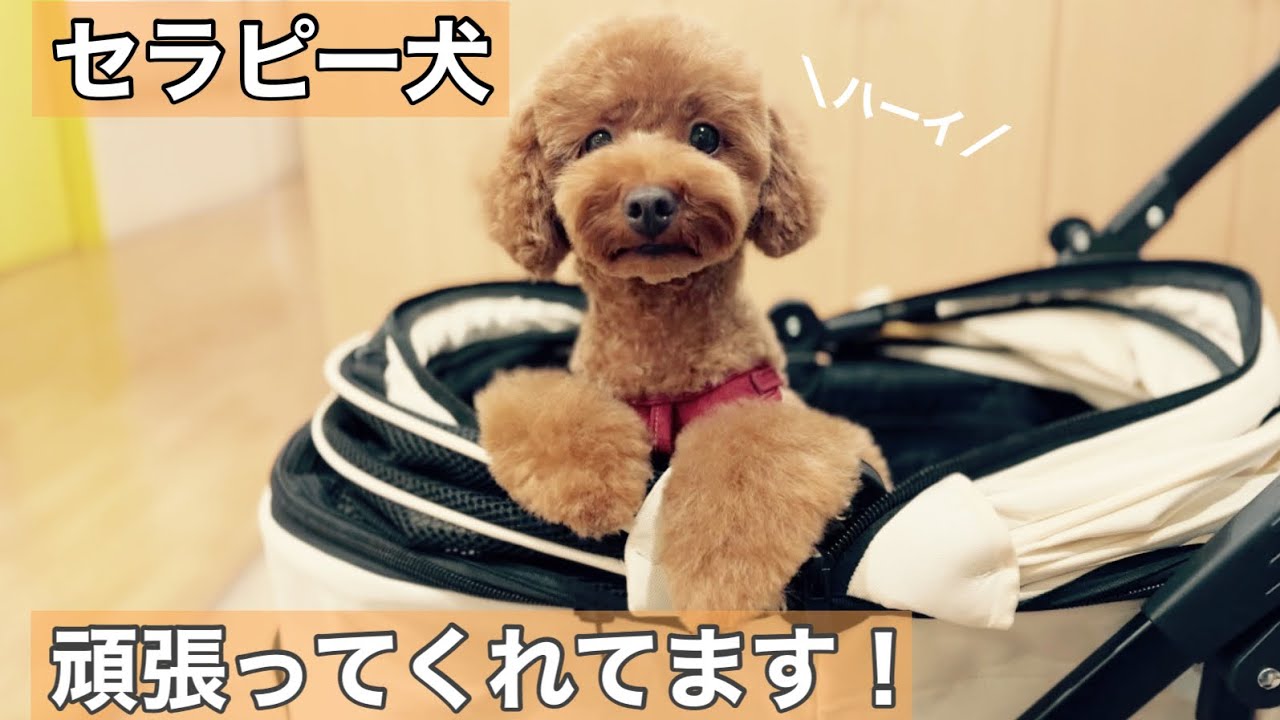 朝5時に起きる愛犬との暮らし｜引越しました【トイプードル】