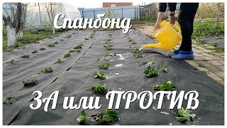 Сажаю огород / Спанбонд - ЗА или ПРОТИВ / Что посадила в этом году ...