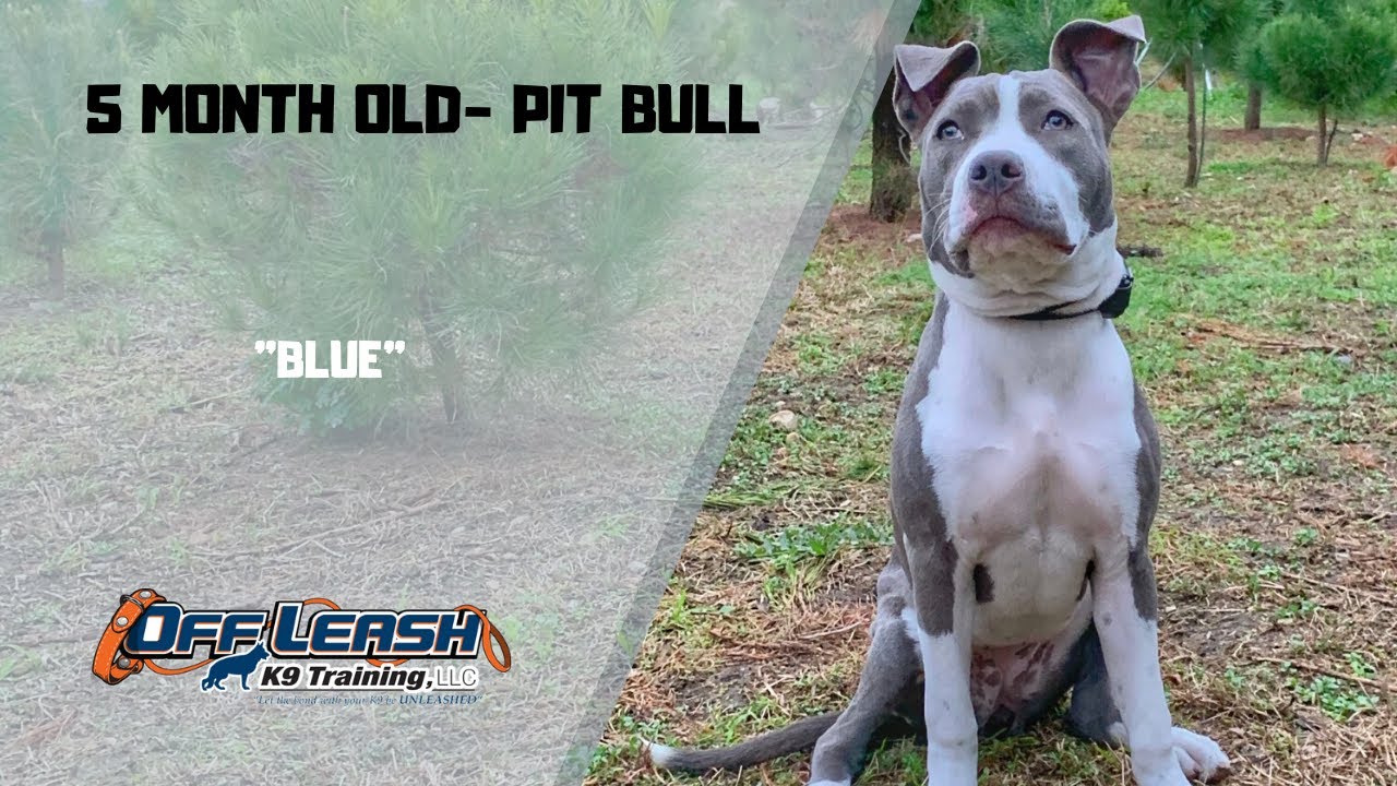 PIT BULL/ DOG TRAINING YouTube