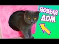 НОВЫЙ ДОМ ДЛЯ КОТЕНКА | КОТЕНОК БАТТЕРС  - НОВОСЕЛЬЕ