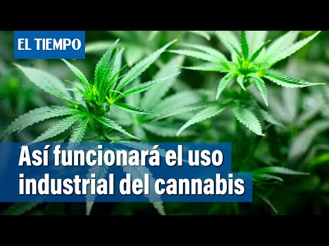 Vale La Pena Una Carrera En La Industria Del Cannabis