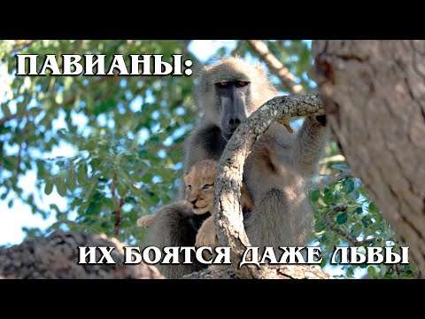 Video: Hamadryl: Habitat, Behavior And Enemies Of The Primate