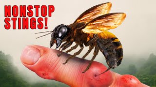 Giant Honey Bee Wont Stop STINGING Me!
In this video, Mark takes on one of his most intense insect challenges yet—the sting of the Thailand Giant Honey Bee! Known for its incredibly painful sting and aggressive defense, this massive bee can deliver sharp, burning pain that spreads fast. Within moments, the sting can cause swelling, throbbing, and intense discomfort that could lead to a hospital emergency!
In this EXTREME cut, we wanted to make a video with no fluff, just pure action! Revisit one of Marks wildest animal encounters like never before. All gas and no brakes, it’s time to get EXTREME!
PLEASE DO NOT ATTEMPT TO REENACT OR RECREATE ANY EVENTS OR SCENES FROM OUR VIDEOS. THE ANIMALS, INSECTS, PLANT LIFE, AND TERRAIN FEATURED IN OUR VIDEOS CAN BE DANGEROUS AND CAN POSE A SIGNIFICANT RISK. Giant Honey Bee Wont Stop STINGING Me!