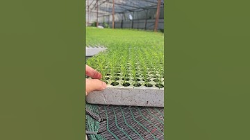 Cây giống cúc sao băng #cucsaobang #hoacucsaobang #caygiong