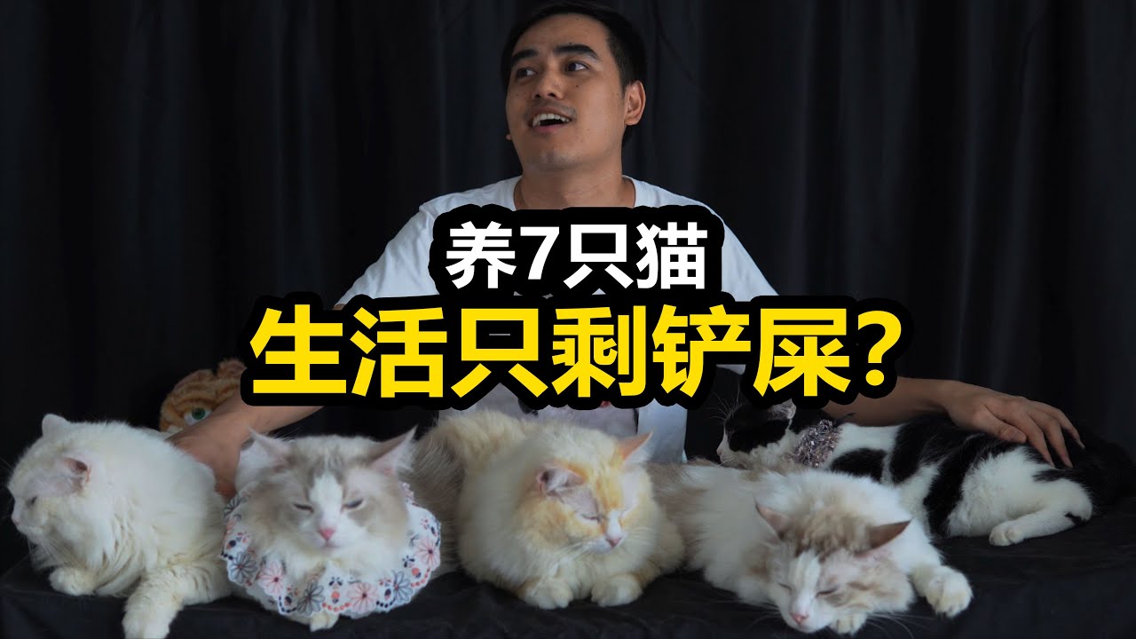 【同时养7只猫】 真的从早到晚都得铲屎吗