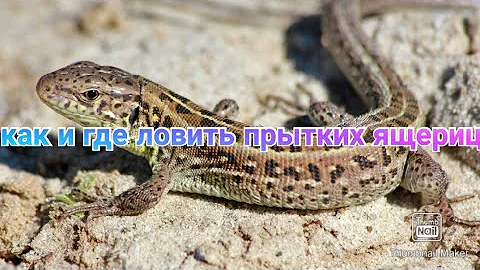 КАК И ГДЕ ЛОВИТЬ ПРЫТКИХ ЯЩЕРИЦ !!! #ящерицы