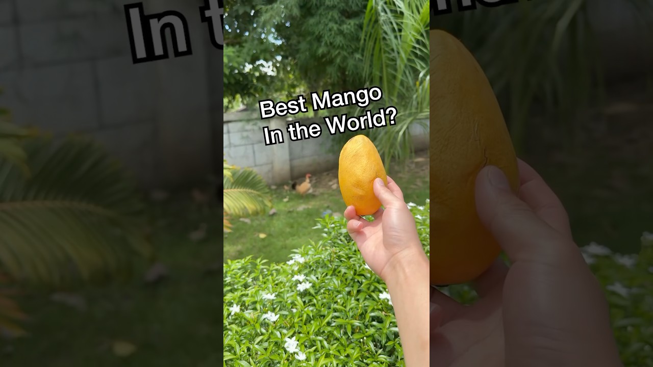 Best Mango in the World 