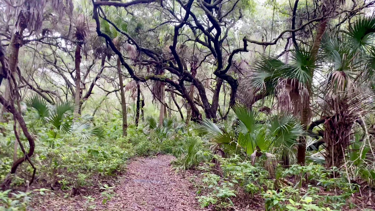 Video of Oscar Scherer State Park, FL from Jennifer L. - YouTube