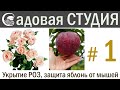 Укрытие роз на зиму. Садовая студия, выпуск №1.