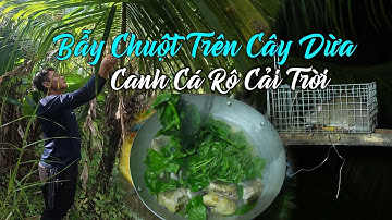 Bẫy Chuột Trên Cây Dừa, Câu Cá Rô Nấu Canh Cải Trời | Tập 45