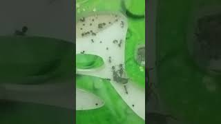 сейчас едят муху