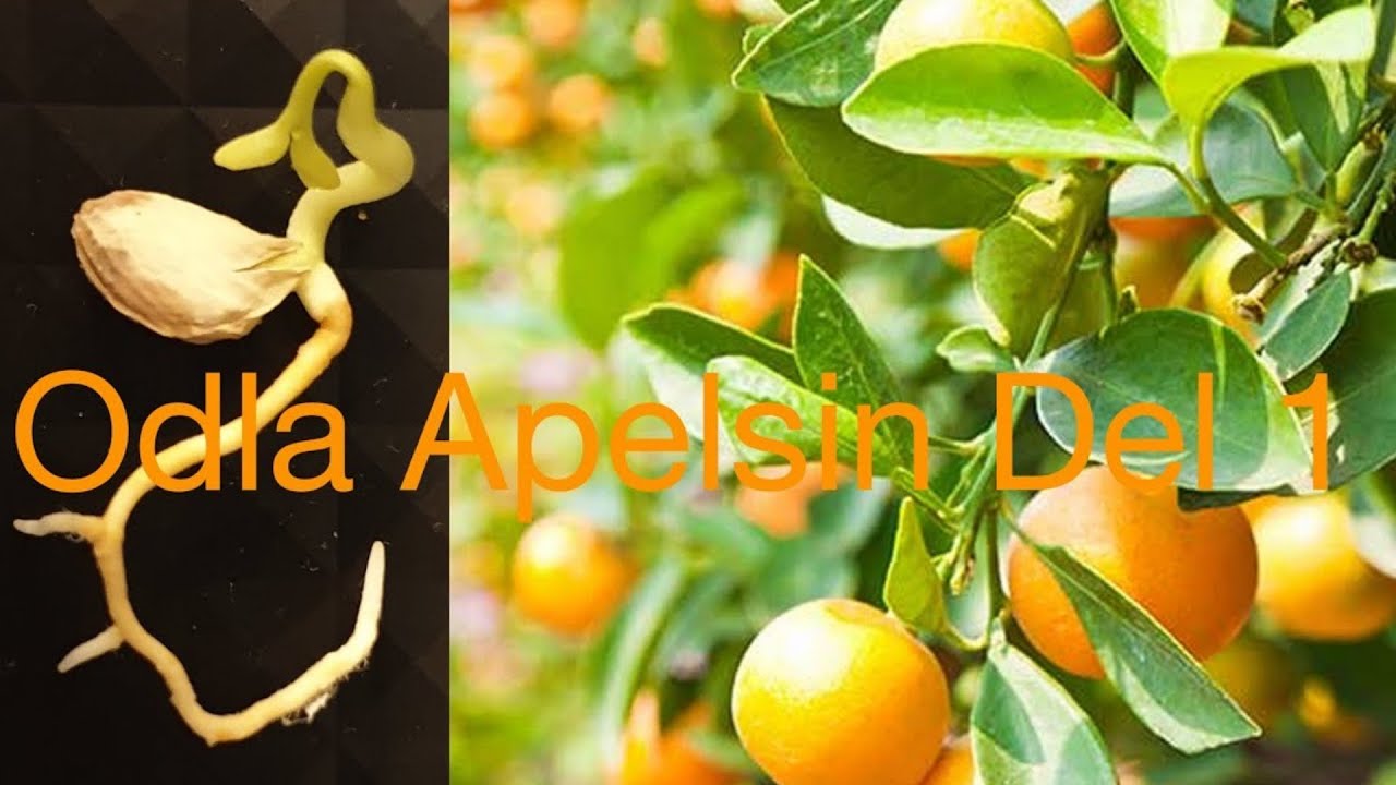 Odla apelsin Del 1 / How to Grow an Orange Tree - YouTube