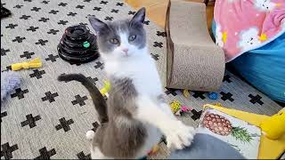 2024-03-30 Micro by Kitten Academy 4,168 views 3 weeks ago 4 minutes, 34 seconds