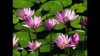 OST My Heart guitar instrumental