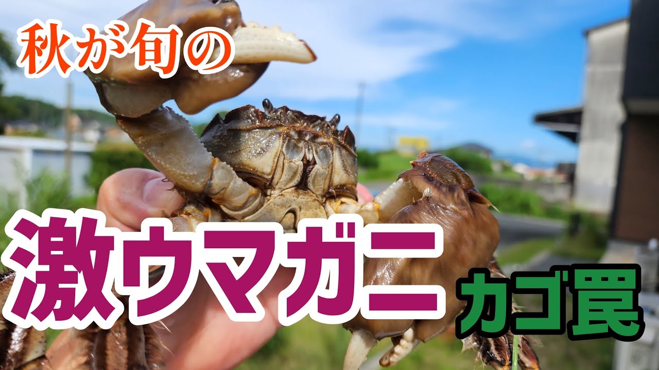 激ウマガニをカゴ罠で捕ってみました
