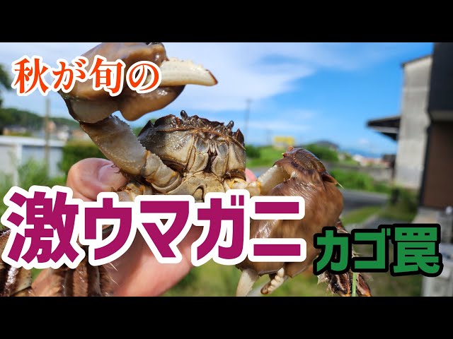 I Tried Catching Delicious Crabs With a Basket Trap - YouTube