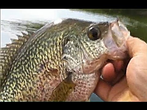 Reservoir Hogs - A View From the Tube, Western Manitoba