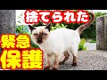 【野良猫緊急保護】シャム猫が捨てられてたまさかの理由にボランティアさん号泣
