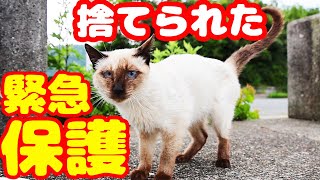 [Emergency protection of stray cats] Cat cries after being abandoned due to unexpected reasons
