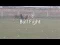 Bulls fight in the field ,Jamalpur