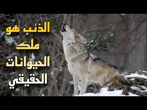 هل تعلم ان الذئب هو ملك الحيوانات الحقيقي واقوي حيوان علي كوكب الارض لكنه ميعرفش قوته