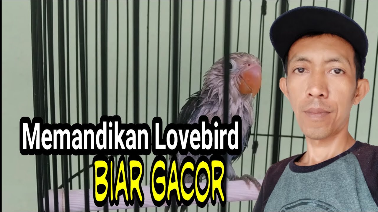 Memandikan burung Lovebird 