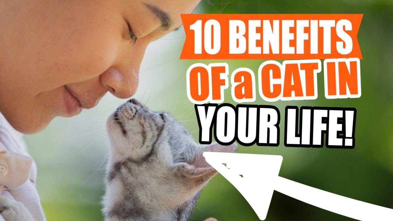 10-benefits-of-having-a-cat-adopt-a-kitten-as-soon-as-possible