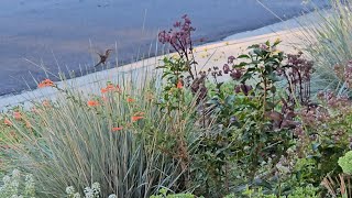 Exclusive Plant of the Week, Zauschnaria or Hummingbird Trumpet, A Drought Tolerant Hummingbird Magnet Information