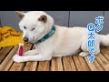 柴犬の群れでは怖い大将は本当は超甘えん坊の白柴Q太郎ちゃん