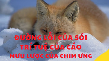 ĐƯỜNG LỐI CỦA SÓI, TRÍ TUỆ CỦA CÁO, MƯU LƯỢT CỦA CHIM ƯNG