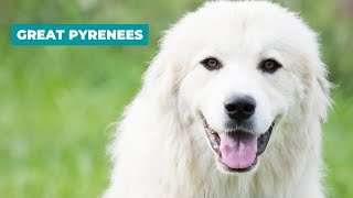 Great Pyrenees Dog Breed Guide  Pyrenean Mountain Dog