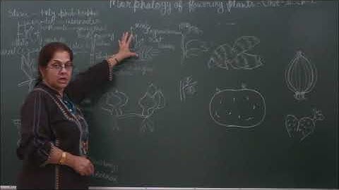 Bio-XI-5-03 Stem and its modification,  Pradeep Kshetrapal channel