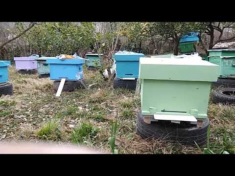 პირველი მთაბარობა 2019 წელს თერმული სკებით