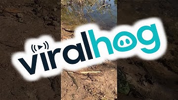 Snake Attempts to Eat Frog || ViralHog
