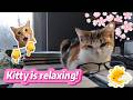 Sleeping cat, soothing rain, deep peace
