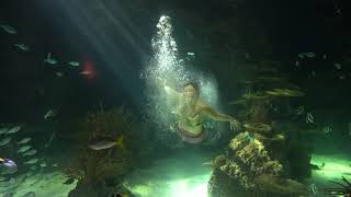 Aquarium With Mermaid Background screenshot 2