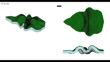 Folding of an epithelial layer