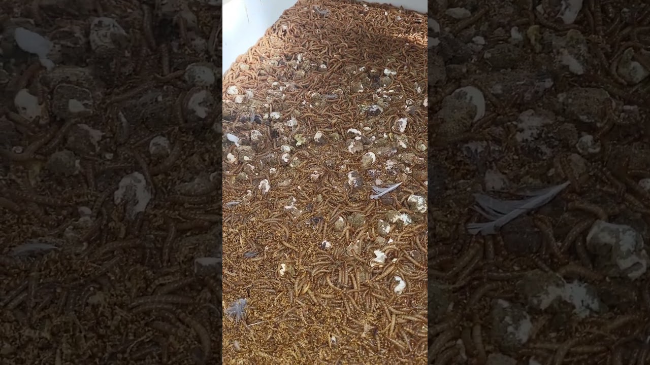 Mealworms and quail. 