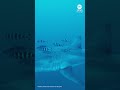 Adult great white shark 'filmed for the first time' in Mediterranean