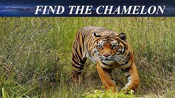 Can You Find The Hidden Objects | 99% Fail | New Game | Brain Teaser | Mind Booster