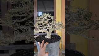 warhin bonsai pameranbonsainasional ppbi pamnasbonsai