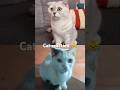 #cat #funnycats #catreaction #christmas #funny #shorts #trending ❤️❤️😻🥰 #kitten my kitty reaction