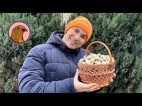 ЗНАЯ ЭТОТ СЕКРЕТ, У ВАС ВСЕГДА БУДУТ НЕСТИСЬ ПЕРЕПЕЛА!