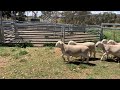 Young Rams 3-4 months old Oct 2019