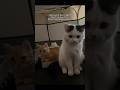 Di Beli'in Ring Tinju Gak Tinju #shorts #animals #cat #kucing #funny #pets #kitten #lucu