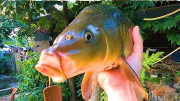 Cáo Ca - Câu Được Cá Trôi Điên Cùng Đàn Cá Chép Cực Đẹp