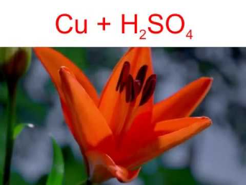 thí nghiệm hòa tan đồng trong dung dịch H2SO4 đặc Cu + H2SO4 đặc - youtube