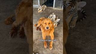 #shorts #shortsvideo #animals #animalshorts #animalsvideo #tiger #dog