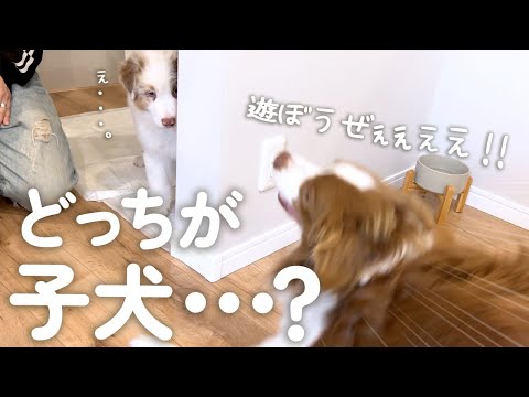 必死に子犬を遊びに誘ったらドン引きされてしまったボーダーコリー(笑)